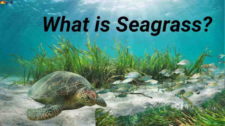 What is Seagrass? Role & Global Distribution