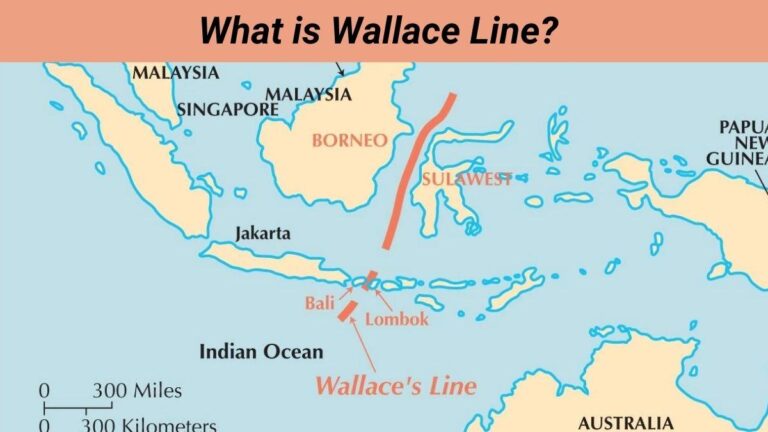 What is Wallace Line and why is it important?