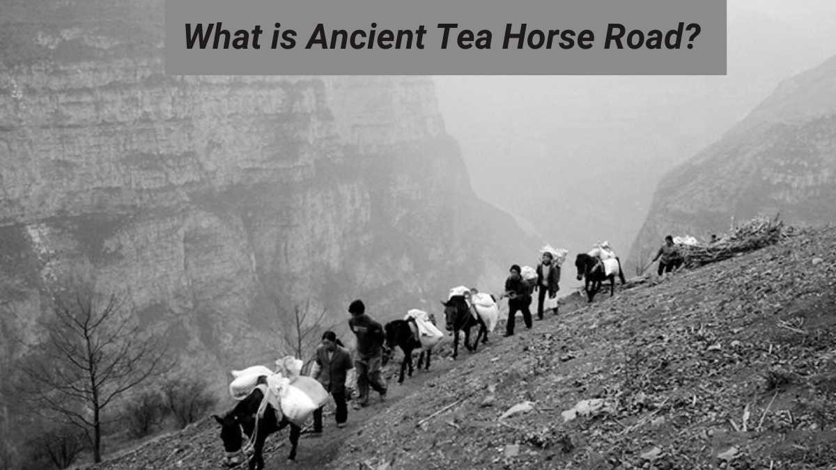 What is the Ancient Tea Horse Road?