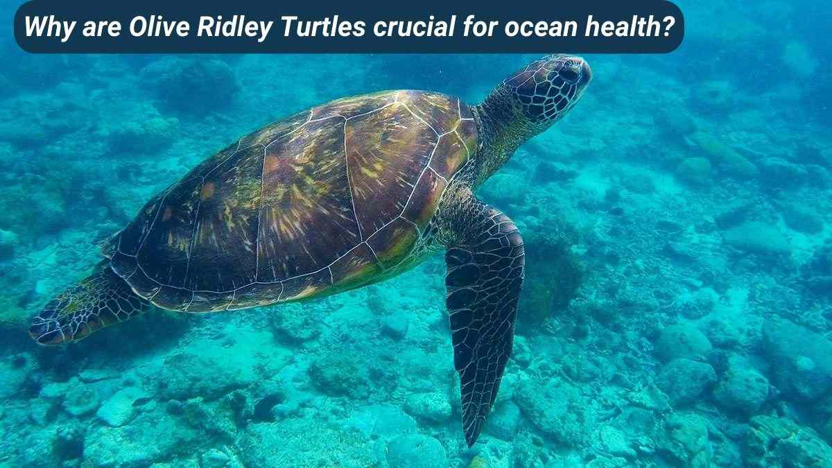 Why are Olive Ridley Turtles crucial for ocean health?