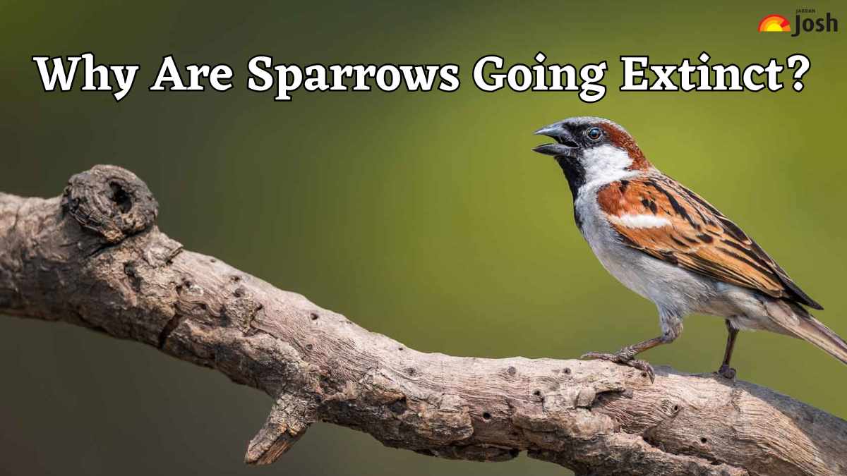 World Sparrow Day 2025: Why Are Sparrows Going Extinct?