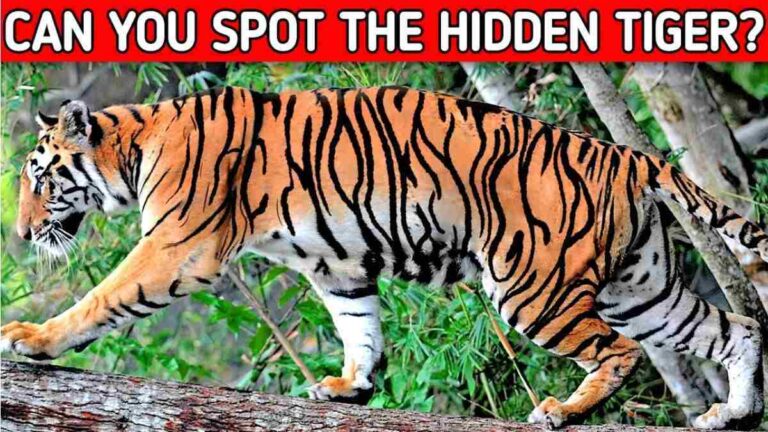 Optical Illusion IQ Test: Spot Where’s The Hidden Tiger? Only Top 1% Visually Sharp Find It In 5 Seconds!