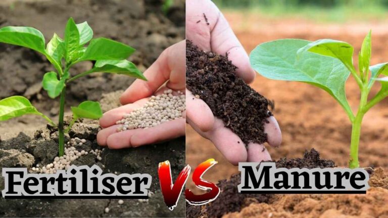 What is the difference between Fertilisers and Manure?