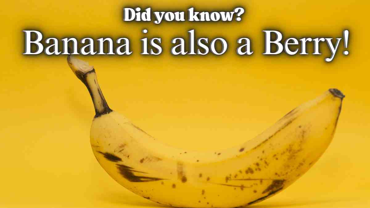 Did You Know? Bananas are also berries?