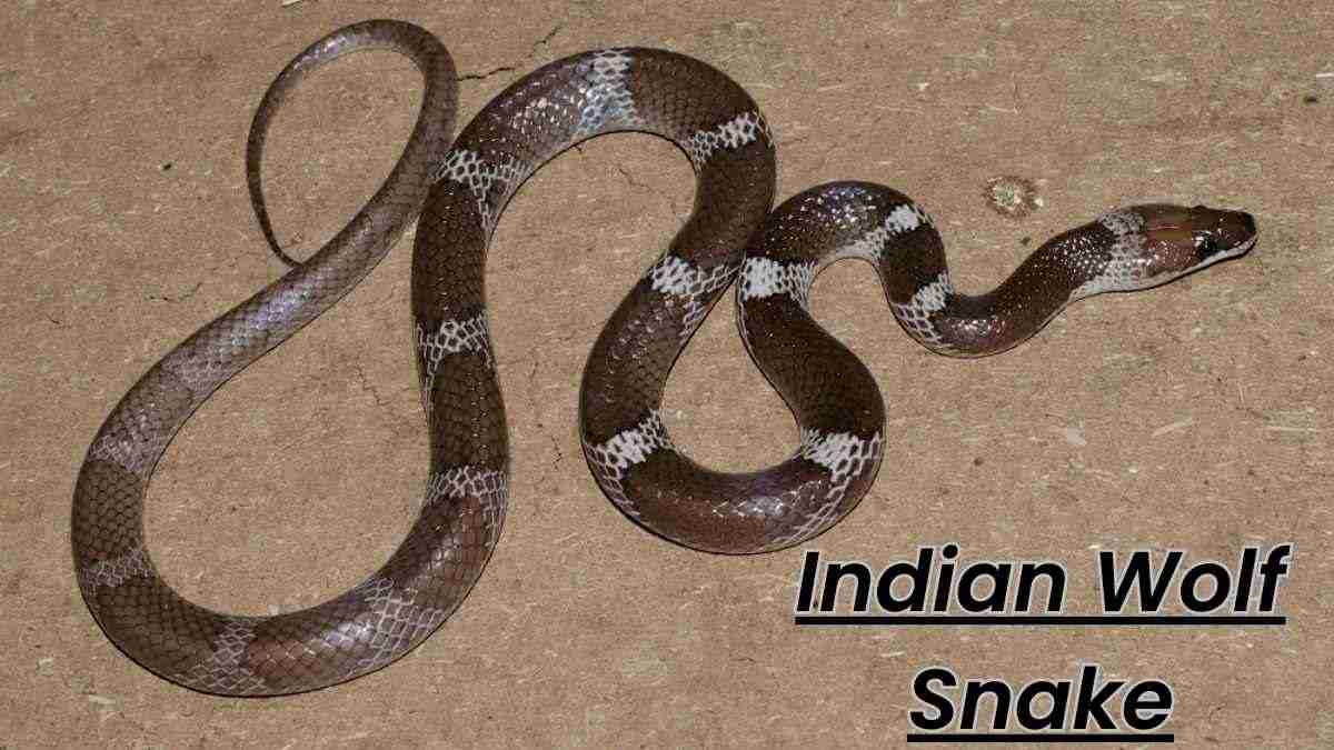 How Is The Indian Wolf Snake Different From Other Wolf Snakes?