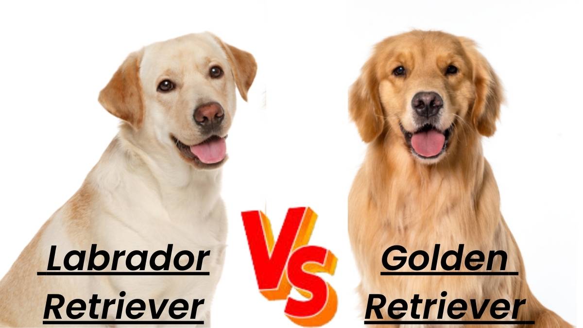 Labrador Retriever vs Golden Retriever: Similarities and Differences