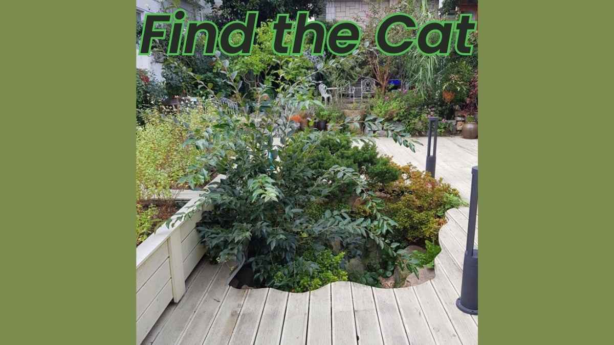 Visual Illusion: If You Think You Are A Genius, Find The Hidden Cat In Just 9 Seconds!