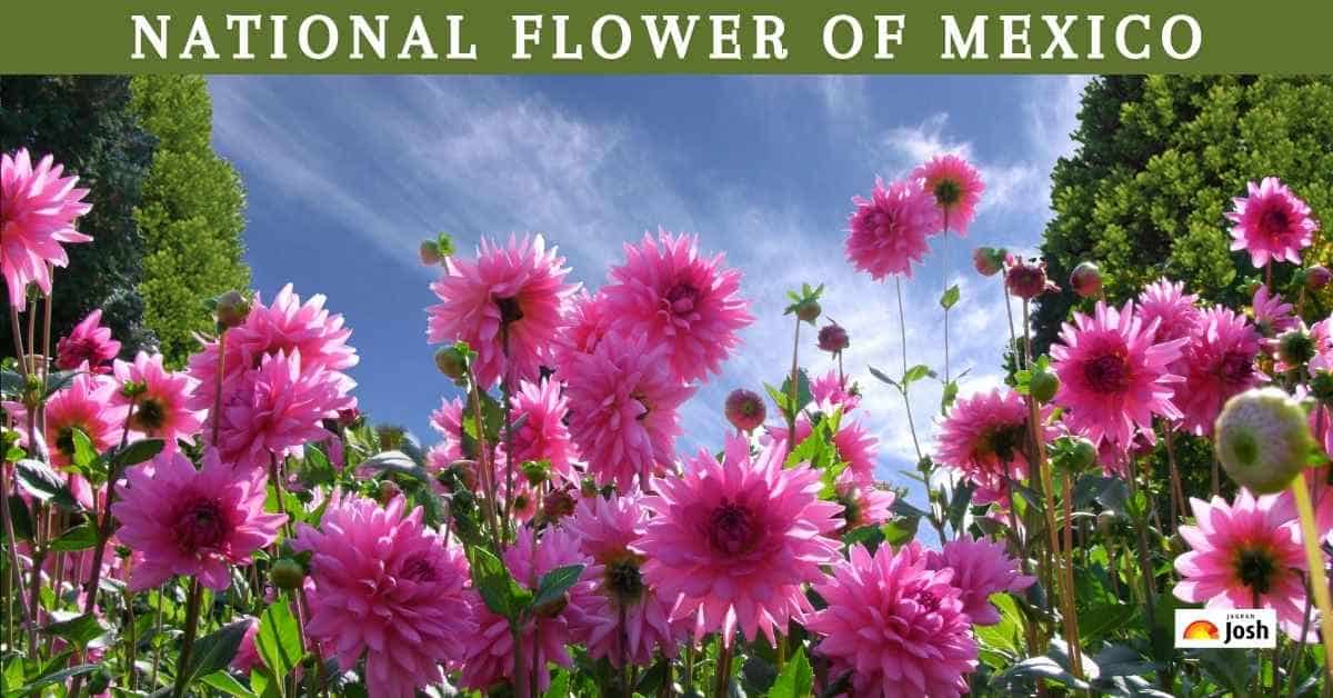 What Is the National Flower of Mexico?