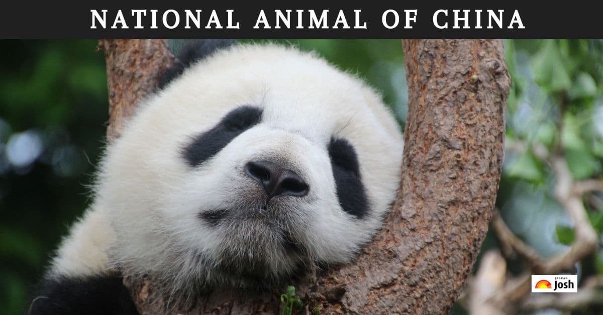 What is the National Animal of China?