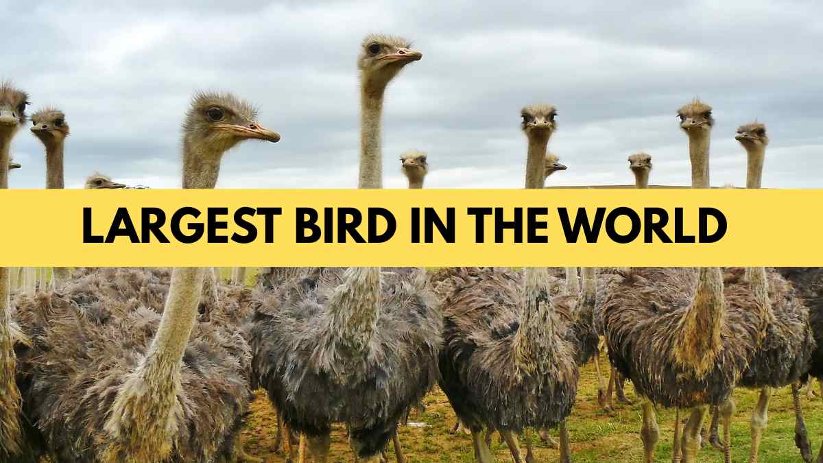 Which is the Largest Bird in the World?