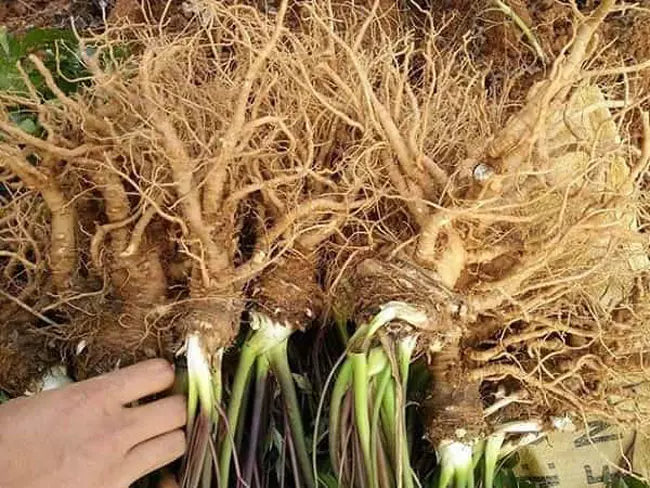 sâm đương quy tốt cho sức khỏe