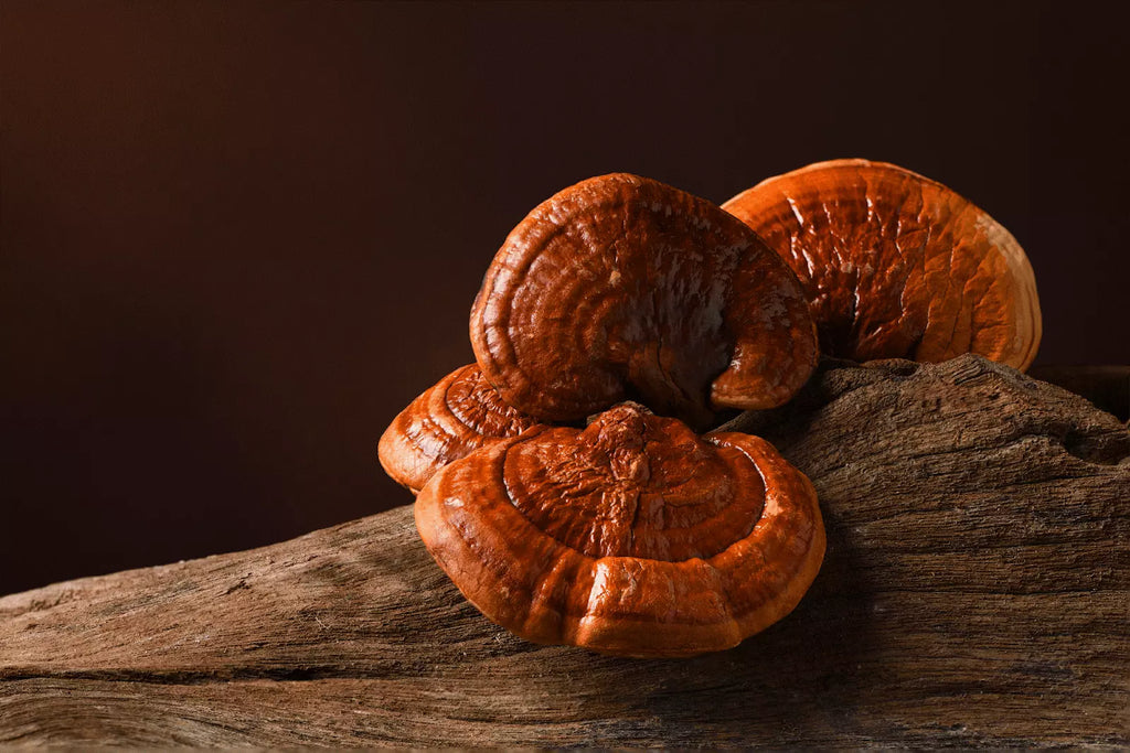 chọn mua nấm linh chi