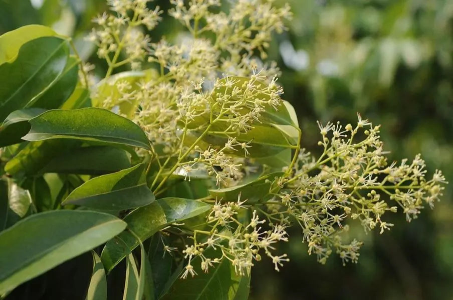 tác dụng của mật ong hoa vải