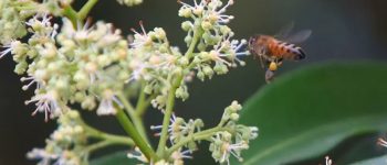 [Tìm hiểu] Công dụng của mật ong hoa vải đối với sức khỏe