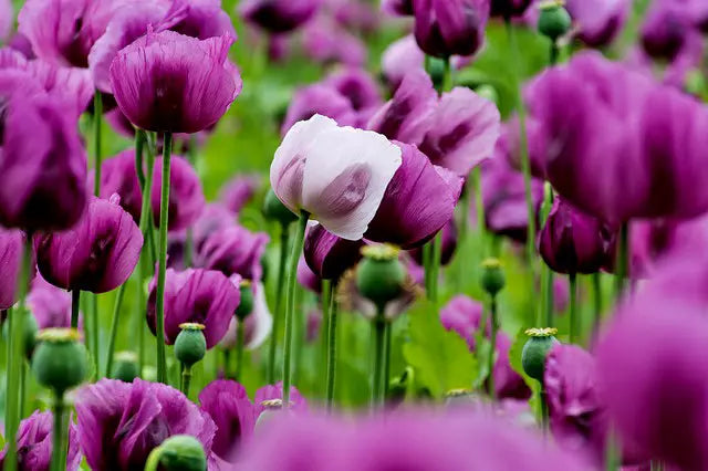 hoa anh túc ngâm mật ong