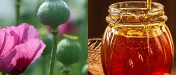 [Điều bạn chưa biết] Về Mật ong hoa anh túc