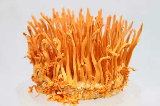 cách ngâm mật ong với đông trùng hạ thảo