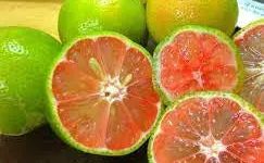 Quả chanh đào ngâm mật ong và những tác dụng tuyệt vời