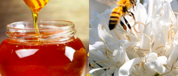 Mật ong hoa cà phê có tốt không? Lý do mật hoa cafe phổ biến