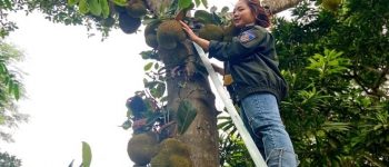 Bẹp tiếng Nghệ An là gì?