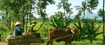 Bọ tiếng Nghệ An là gì? Người Nghệ còn gọi từ nào khác?