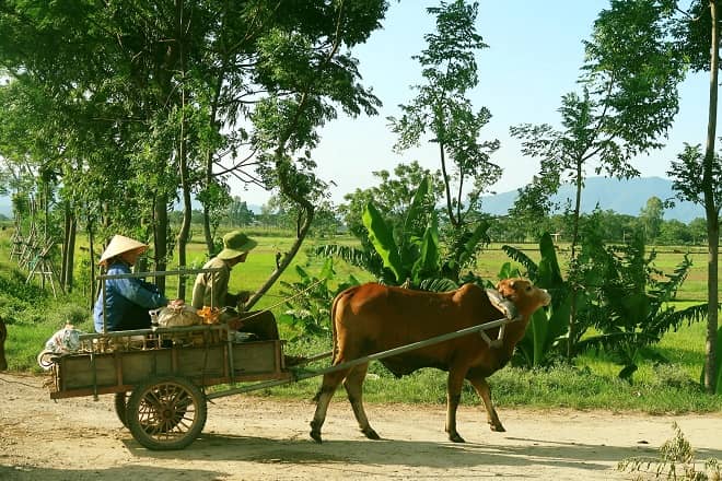 bọ tiếng nghệ an là gì
