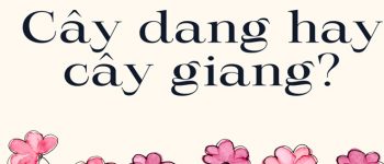 Cây dang hay cây giang? Lá dang hay lá giang viết đúng?