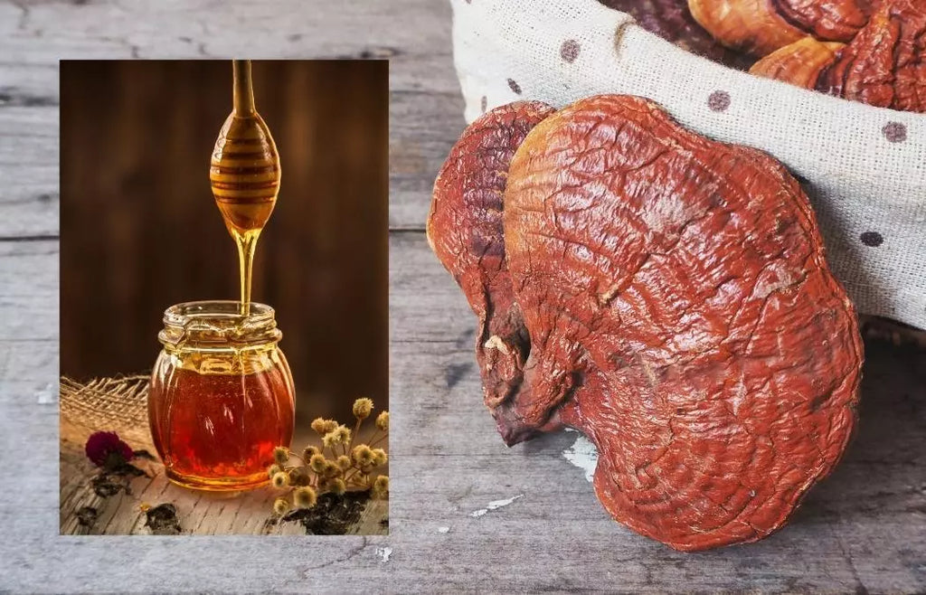 nấm linh chi mật ong