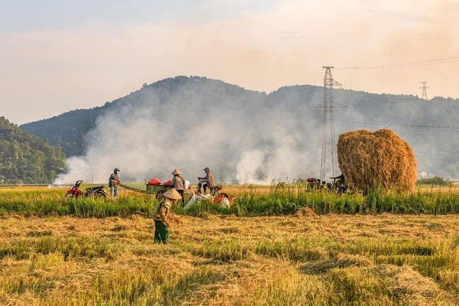 co le chua cho la gi