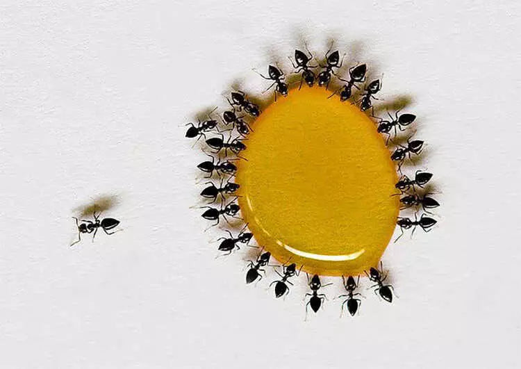 mật ong kiến có bu không