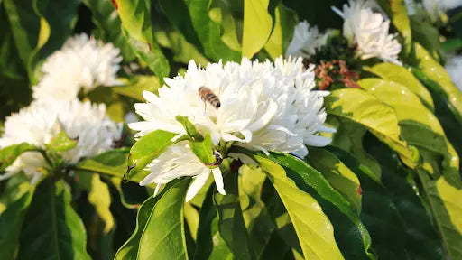 mật ong hoa cà phê