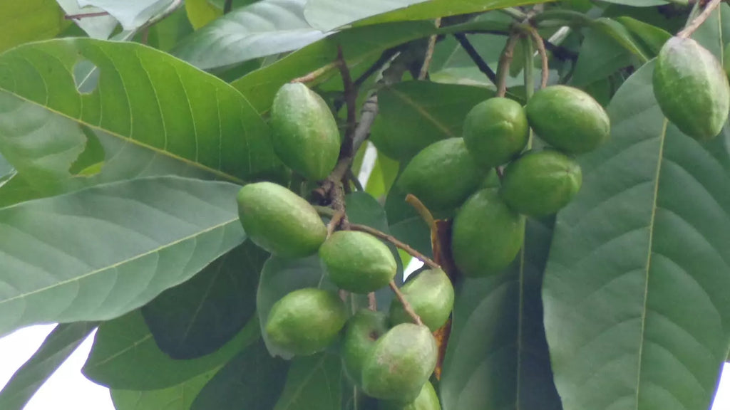 quả kha tử ngâm mật ong là gì