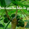 qua tam ba ban la gi