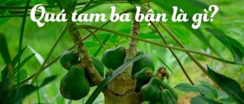 Quá tam ba bận là gì? Giải thích nghĩa từ bất quá tam chi tiết nhất