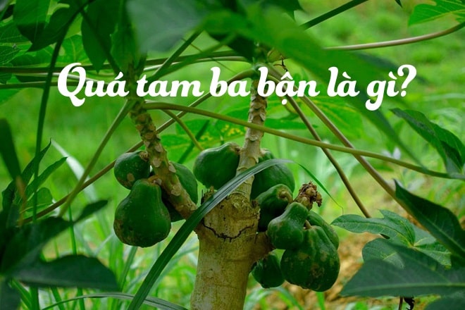 qua tam ba ban la gi