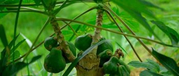 Ray rứt hay day dứt là đúng? Day dứt nghĩa là gì?