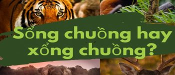 Sổng chuồng hay xổng chuồng? Viết sổng hay xổng là đúng?