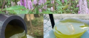 Tác dụng của mật ong hoa bạc hà và cách nhận biết thật giả