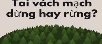 Tai vách mạch dừng hay tai vách mạch rừng mới đúng?