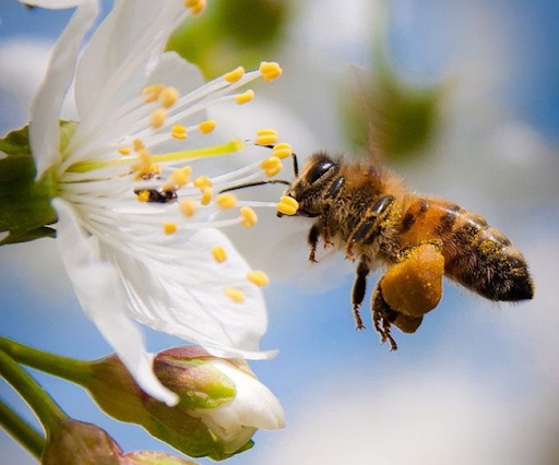ong hút mật hoa nhãn